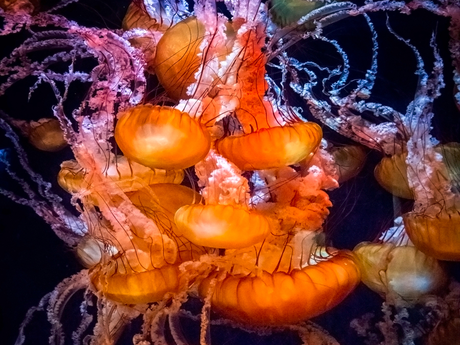 Moon jellies in cloud shape