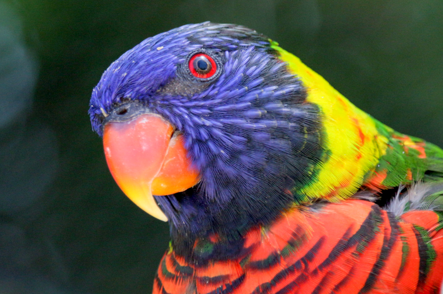 Lorikeet looking closely at camera