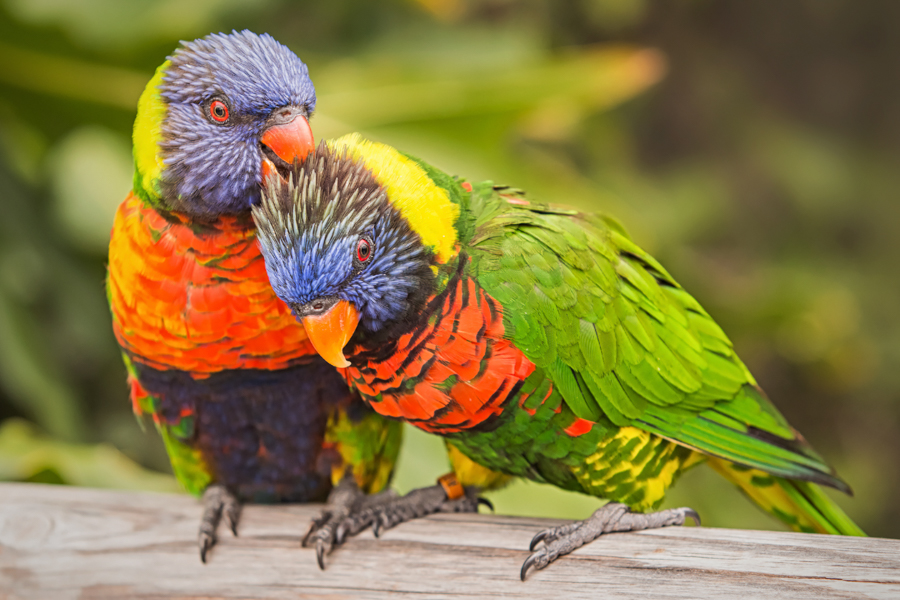 Pair of lorikeets