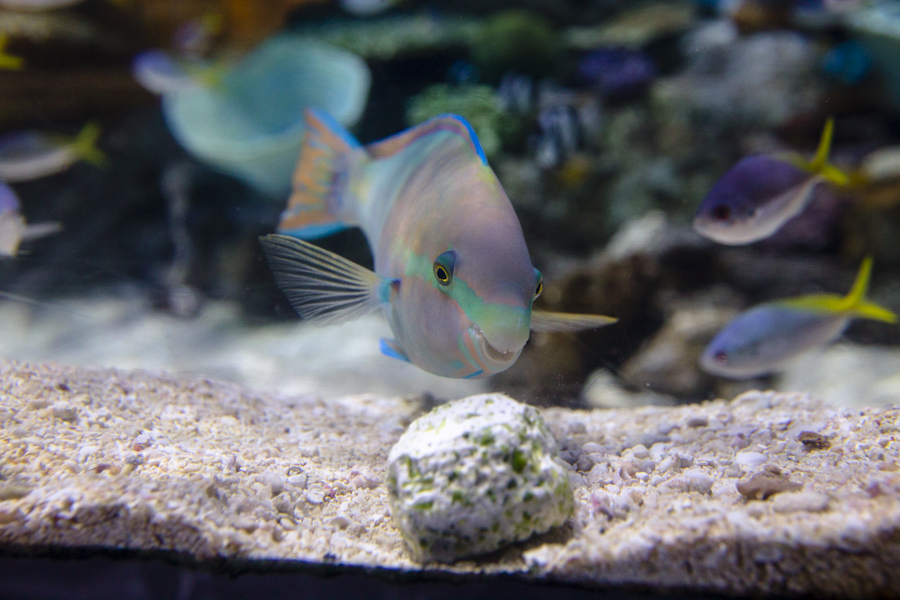 Parrotfish and Coral