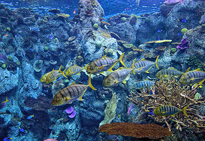 group of golden trevally