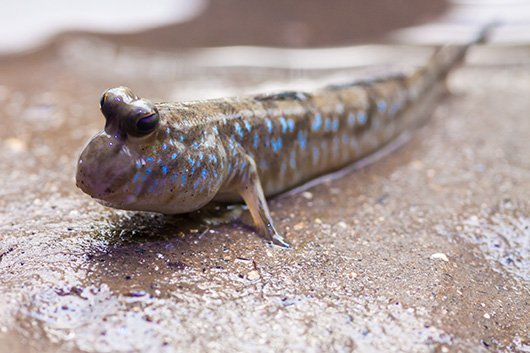 Mudskipper on rock