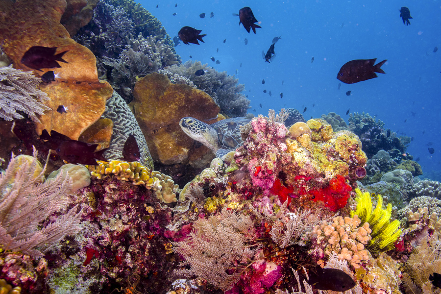 Sea Turtle in reef