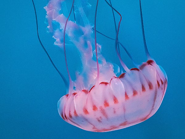 Sea Jelly