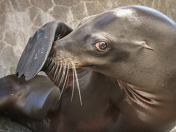 Sea lion salutes