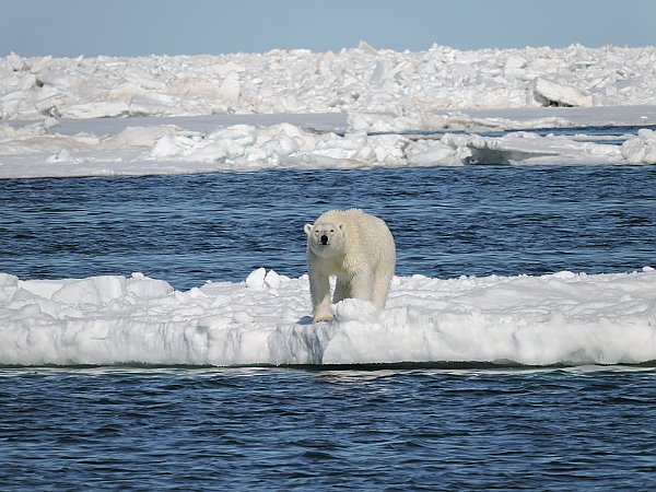 /images/events/Polar_Bear_Photo_-_Karyn_Rode.JPG{title}{/calendar:mainimageEV}