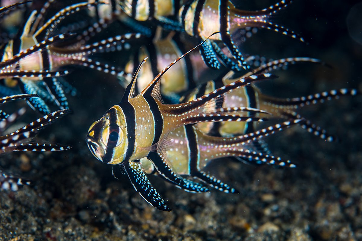 Yellow fish with black stripes and white spots