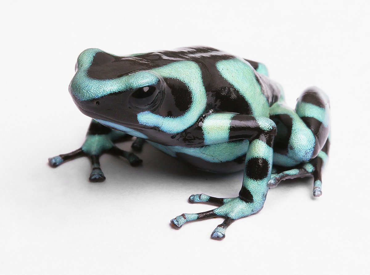 Green frog with thick black bands all over its body