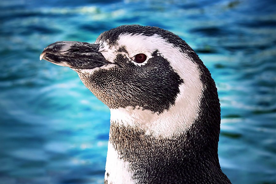 Penguin Lily with blue water background