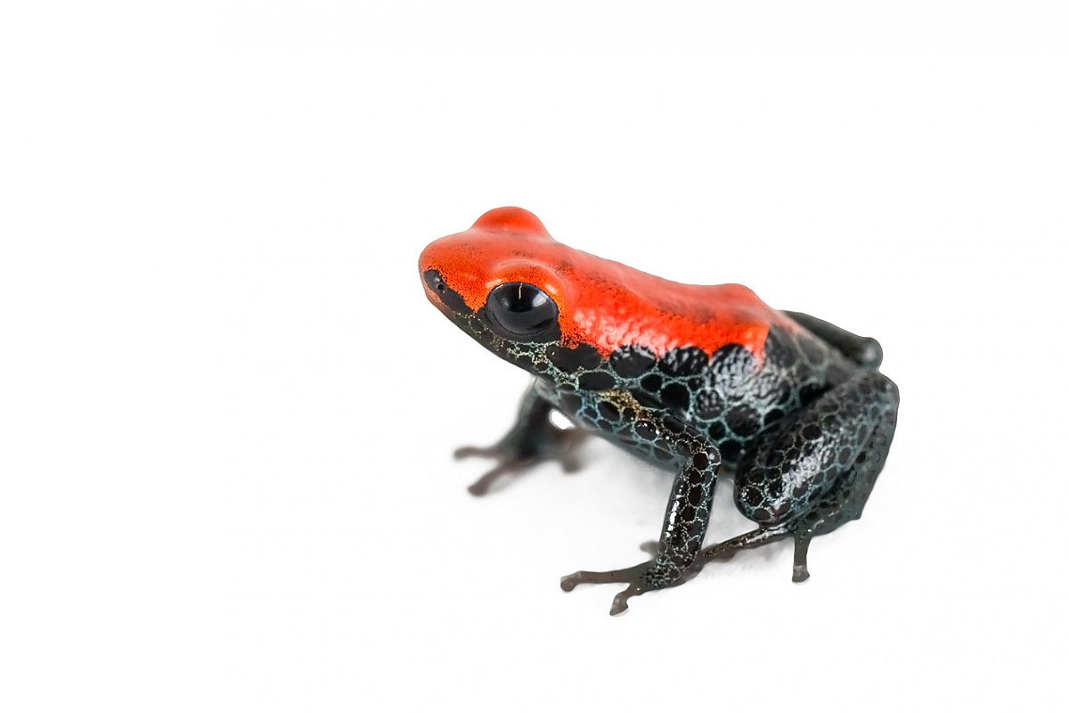 Red and black frog with circular thin white rings on its body