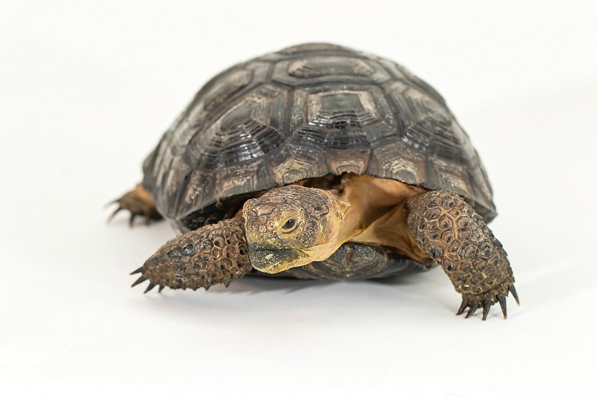 Desert tortoise on white background