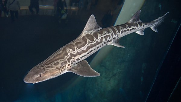 Leopard shark