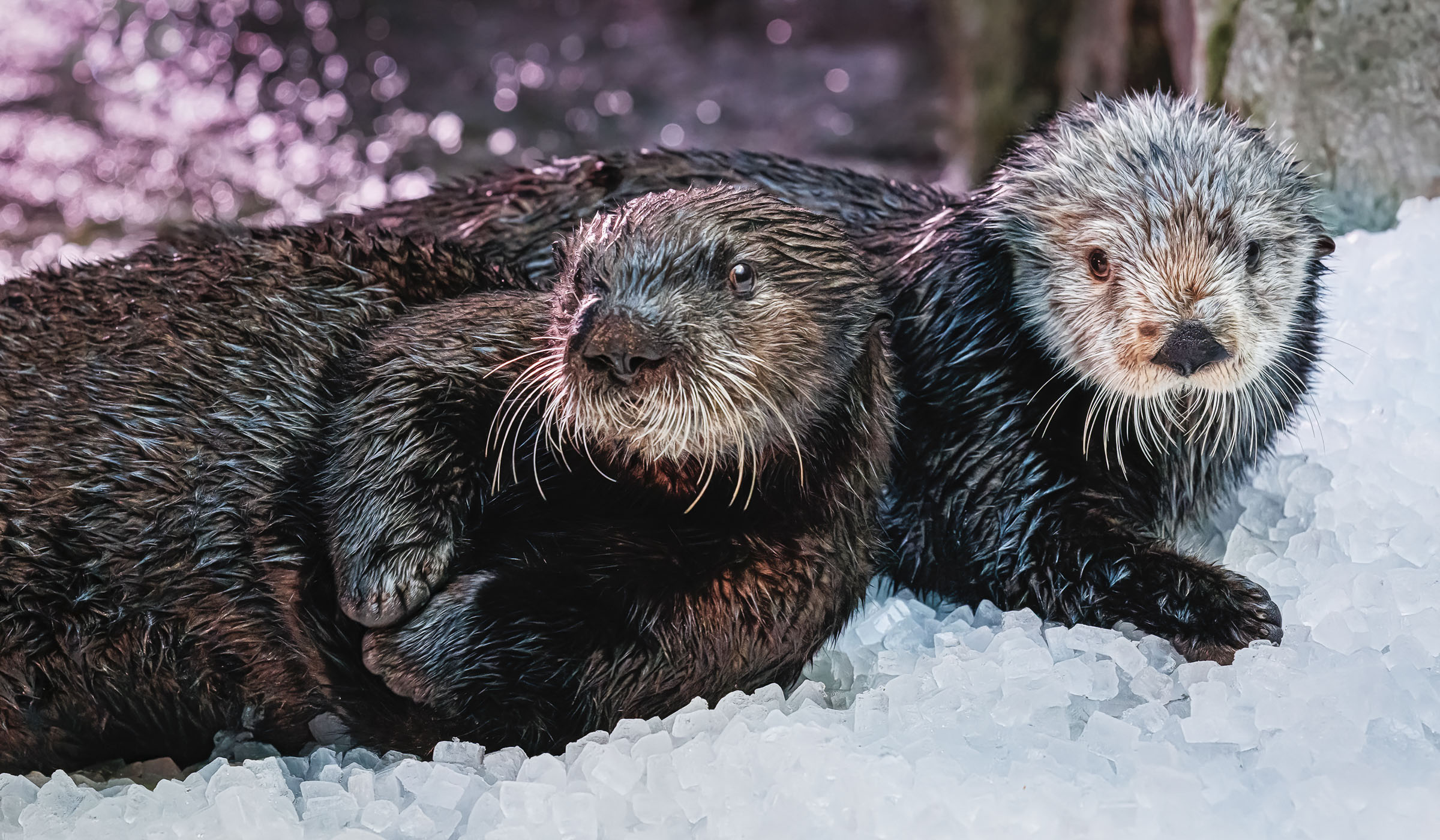 Two otters laying on ice