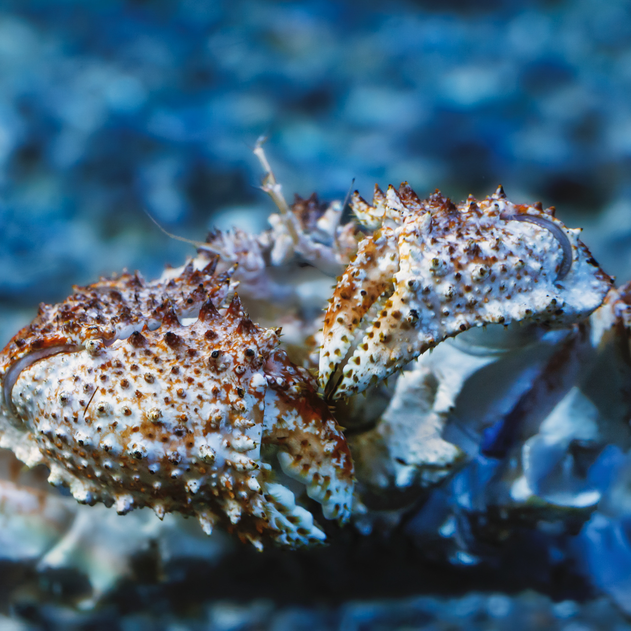 Box crab front with claws