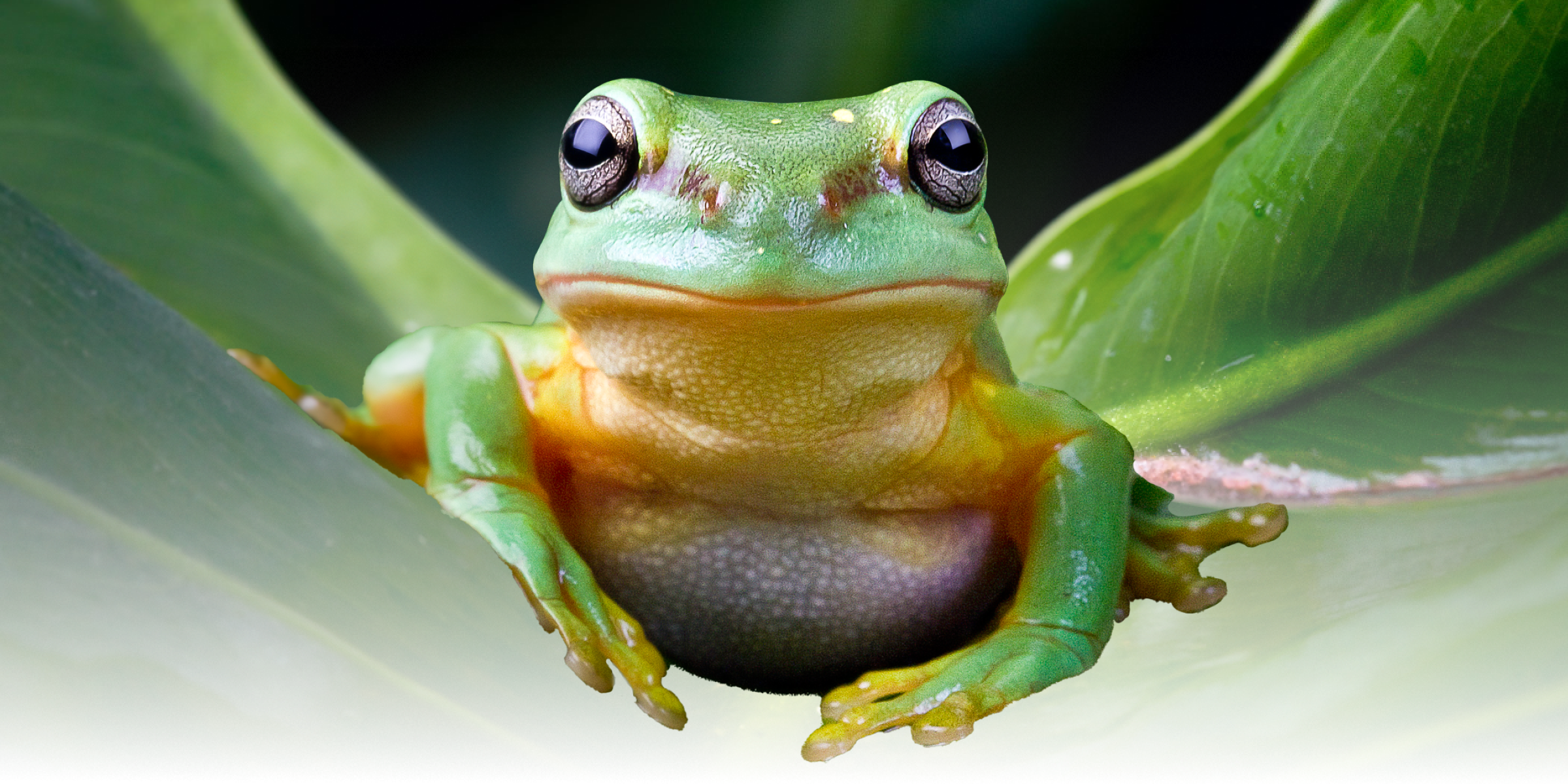 Frog sitting on a leaf