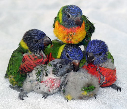 group of lorikeet chicks